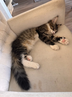 Maine Coon Kitten