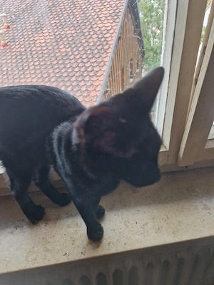 katzenbabys 