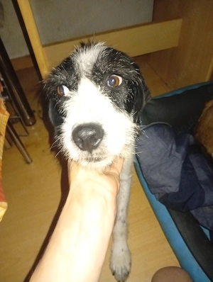 Bonny sucht ihr Glück 