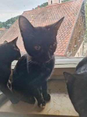 katzenbabys 