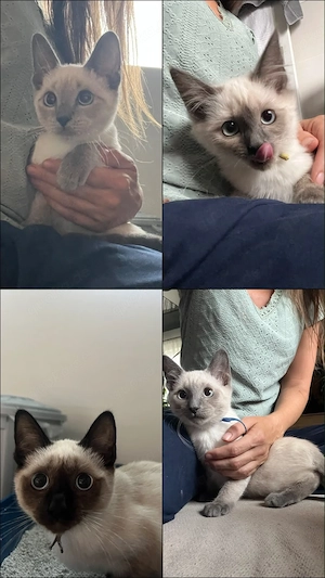 4 wunderschöne Siam-Kitten suchen ihr Zuhause   