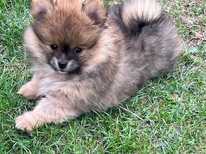 Süßer Pomeranian Welpe Rüde