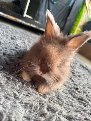 englisch angora kaninchen 