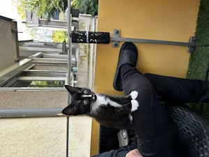 Kitten suchen ab dem 31.08.2026 Neuen Dosenöffner
