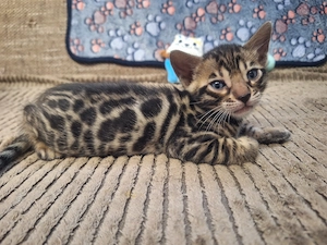 Faszinierende Bengal Kitten in melanistic und brown mit Stammbaum und Gesundheitszeugnis 