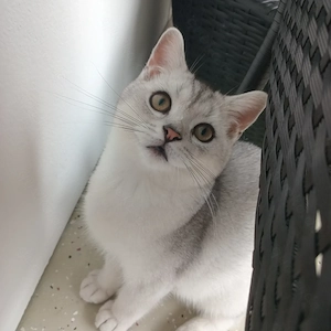 BKH Kater ist noch frei.(4 Monate alt)