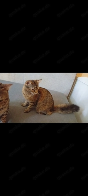 Maine coon mix Mädschen 