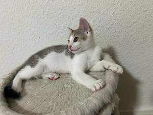 zucker süsse kitten 
