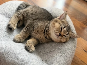 BKH Kitten , Katze, Abgabebereit 