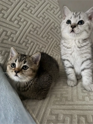BKH Kitten , Katze, 