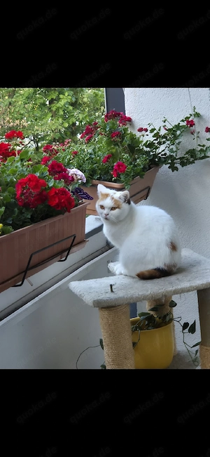 BKH Katze 5 Jahre Alt