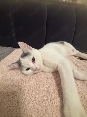  Liebevolle Hauskatze, 3 Monate alt   verspielt & niedlich