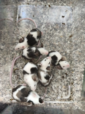 Mäuse Farbmäuse Männchen 
