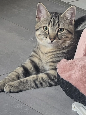 kater und katze 