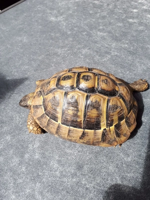 noch bis zu 3 griechische Landschildkröten abzugeben