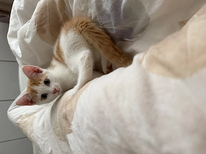  Liebevoller Kater sucht Zuhause Bild 2
