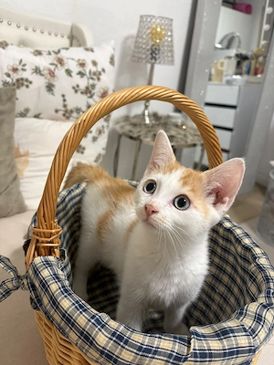  Liebevoller Kater sucht Zuhause
