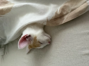  Liebevoller Kater sucht Zuhause Bild 3