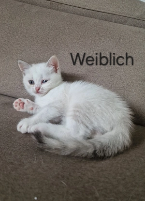 3 wunderschöne BKH Kätzchen suchen eine neue Zuhause