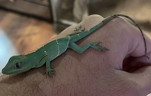 5 Ritteranolis   Anolis Equestris