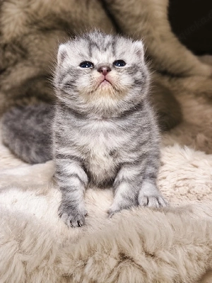 Britisch Kurzhaar Kitten 