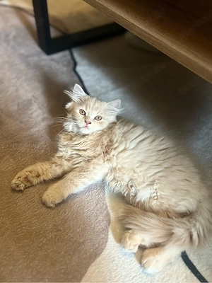 Türkisch Angora - BKH Mix Kitten