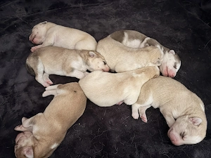 Husky Mix Welpen 