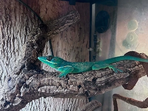 1.1 Anolis Equestris