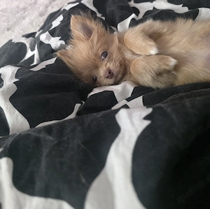 Chihuahua welpe Rüde 
