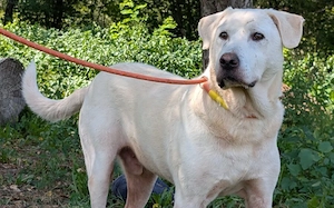 Blonder Schatz Snickers