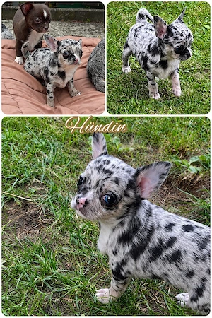 Kleine Pfoten grosses Glück  Reinrassige Chihuahua Welpen