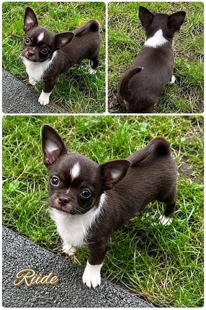 Kleine Pfoten grosses Glück  Reinrassige Chihuahua Welpen