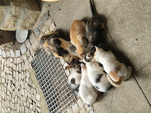 Süße kleine Maikätzchen