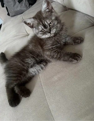 bkh kitten 