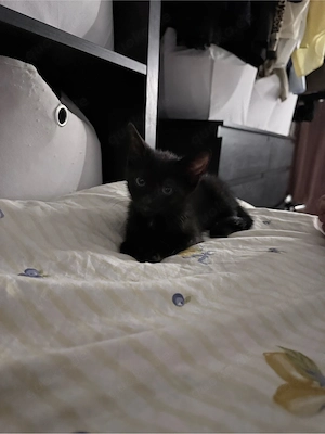 süße kitten suchen ein zuhause 