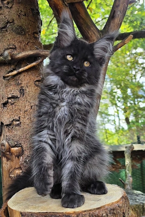 Maine Coon Mädchen mit Stammbaum 