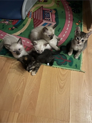 Cornish Rex Mix