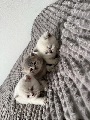 bkh kitten 