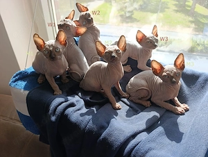 Canadian Sphynx Kitten mit Tasthaaren  