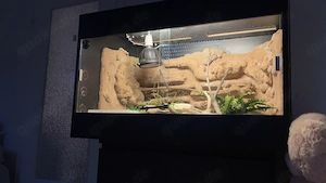 Kornnatter + Terrarium DRINGEND!!