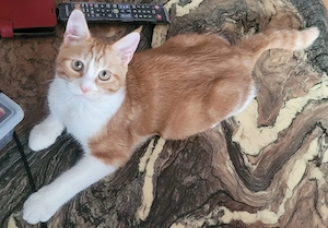 Maine Coon   BKH Mix Junge