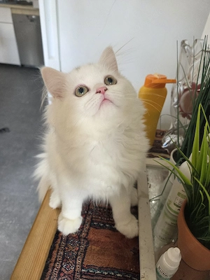  Süße junge Katze sucht liebevolles Zuhause 