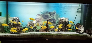 Barsche Yellows 10 - 18 cm groß 