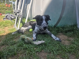 Border Collie Rüde 6 Monate sucht neues Zuhause  Bild 1
