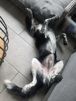 Border Collie Rüde 6 Monate sucht neues Zuhause  Bild 2