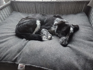 Border Collie Rüde 6 Monate sucht neues Zuhause  Bild 3