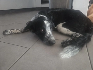 Border Collie Rüde 6 Monate sucht neues Zuhause  Bild 4