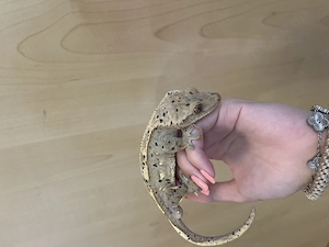 Kronengecko Dalmatiner Männchen 