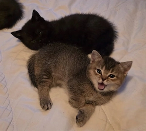 Bkh kitten 