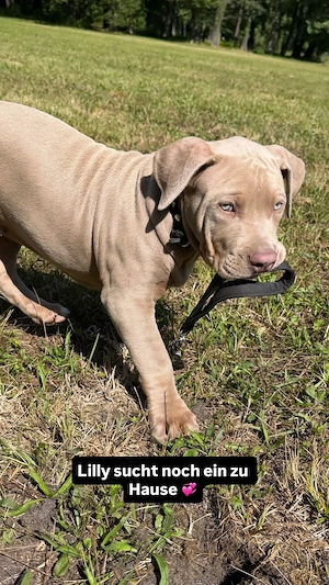 American Bully XL lilac tan Hündin 